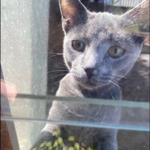 Meet your Posher, Harlow